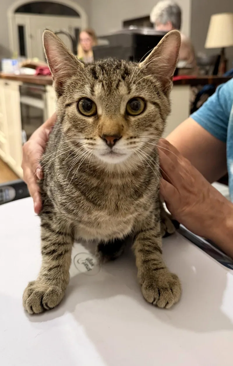 A young medium-sized female Domestic Short Hair cat named Cosmo for adoption in Camden, SC
