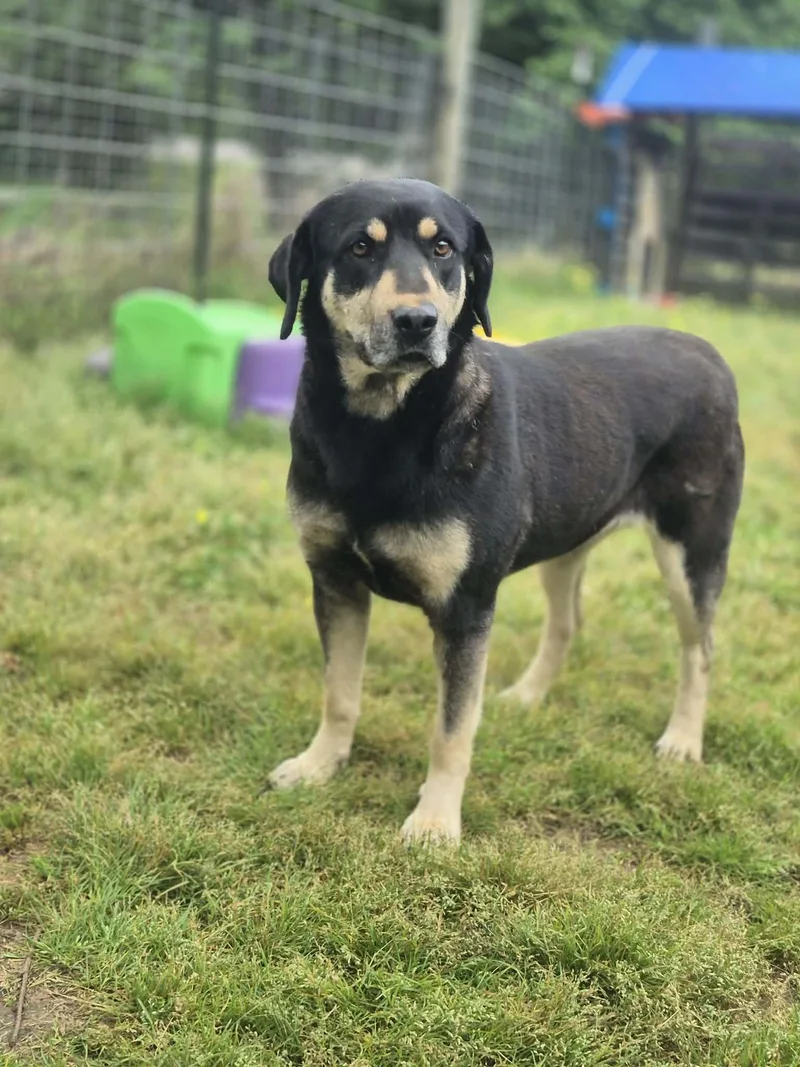 An adult extra large-sized female Black Labrador Retriever dog named Maribel for adoption in Dover, AR