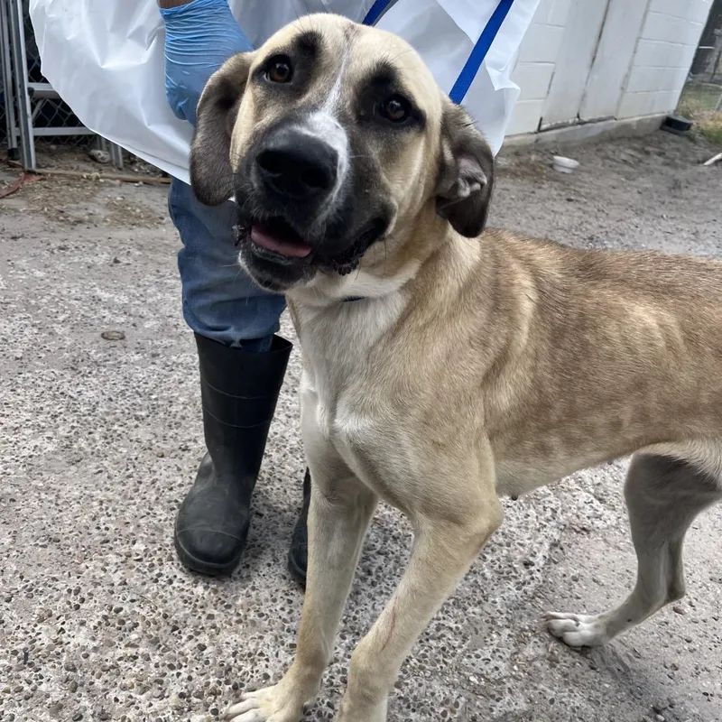 An adult large-sized female Yellow / Tan / Blond / Fawn Great Dane dog named Autumn for adoption in Edinburg, TX