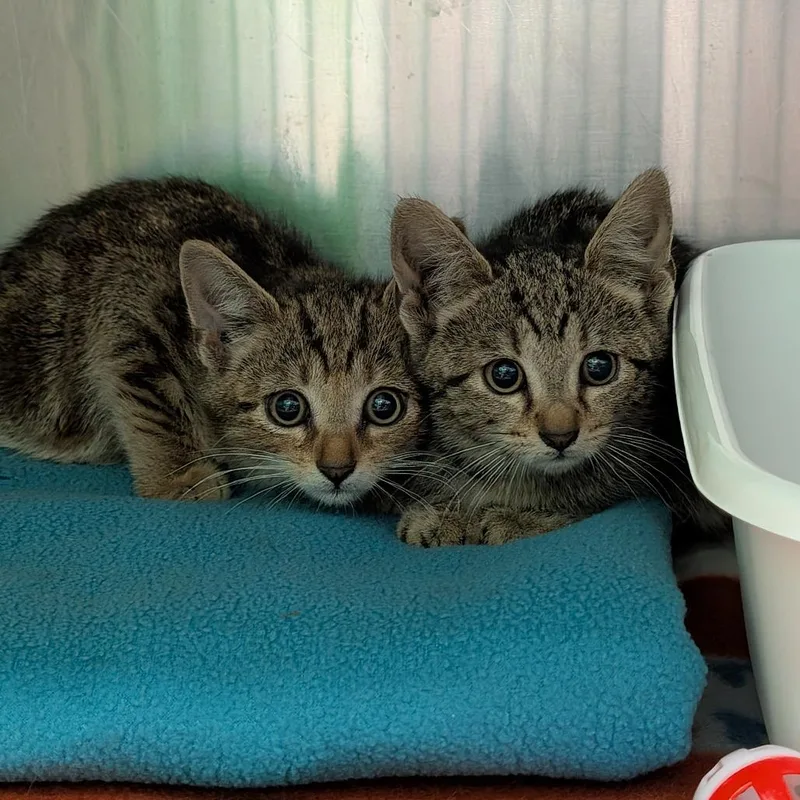 A baby small-sized female Brown / Chocolate Domestic Short Hair cat named Galadriel for adoption in Titusville, FL