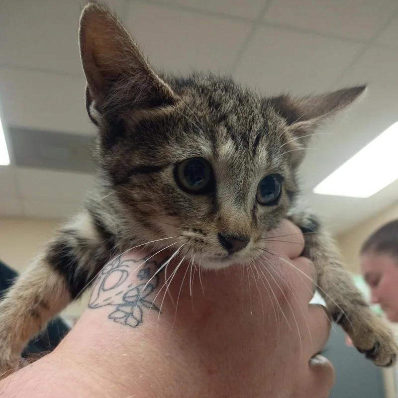 Galadriel thumbnail 2