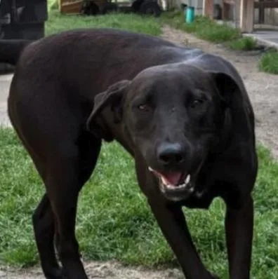 Winston Tweety thumbnail 2