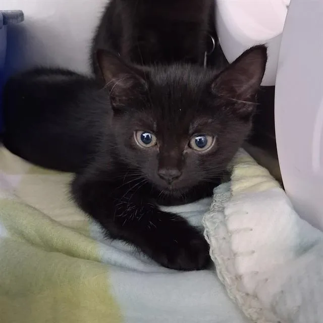 A baby small-sized male Domestic Short Hair cat named Varyn for adoption in Fort Walton Beach, FL