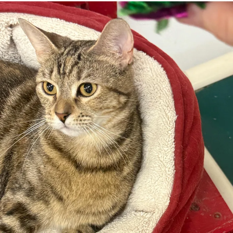 A young medium-sized female Torbie cat named Ivy for adoption in Kingwood, TX