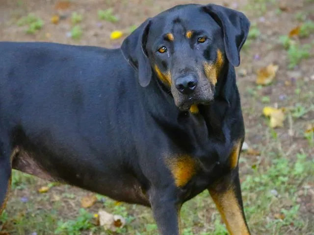 An adult large-sized female Rottweiler dog named Allison for adoption in Tallahassee, FL
