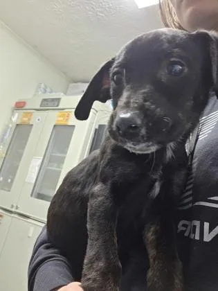 A baby medium-sized female Labrador Retriever dog named Okra for adoption in Marshall, NC