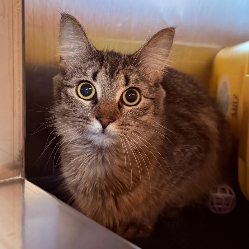 A young small-sized female Brown / Chocolate Domestic Short Hair cat named Saucey for adoption in Springfield, MA