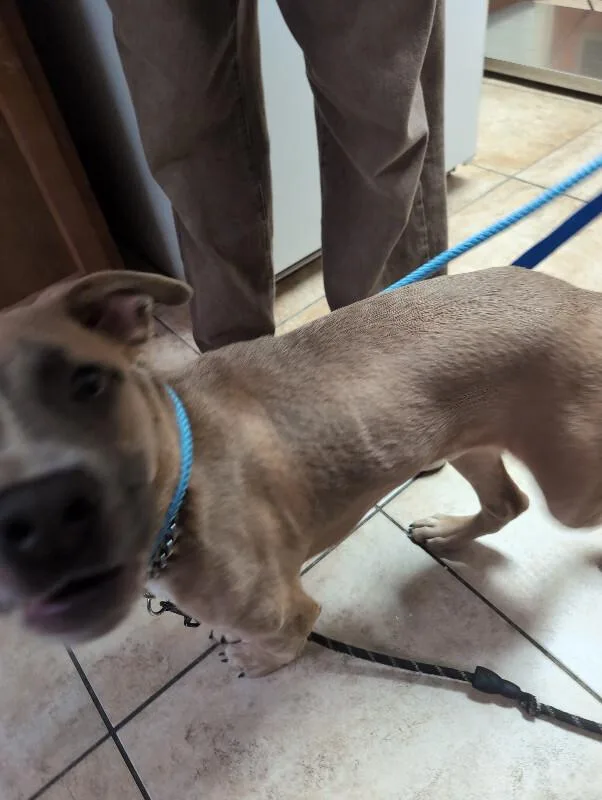 A young large-sized male Yellow / Tan / Blond / Fawn Mixed Breed dog named Gargelock  Giver of for adoption in Cincinnati, OH