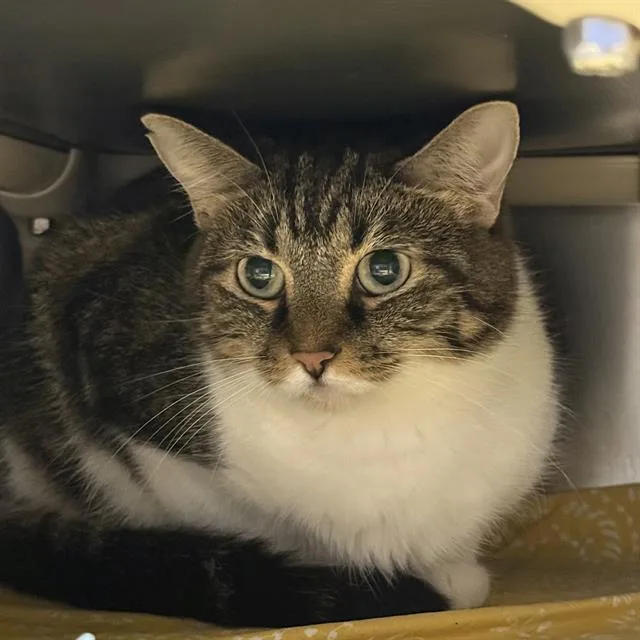 An adult medium-sized female Domestic Long Hair cat named Cuddles for adoption in Las Vegas, NV