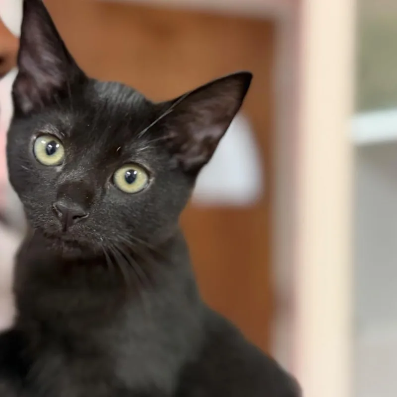 A baby small-sized female Black Domestic Short Hair cat named Clover for adoption in Lauderhill, FL