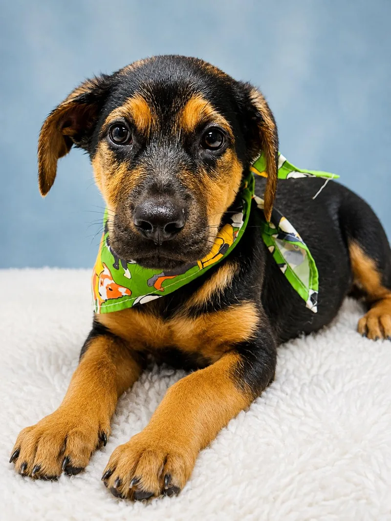 A baby large-sized male Shepherd dog named Finley for adoption in Nahunta, GA