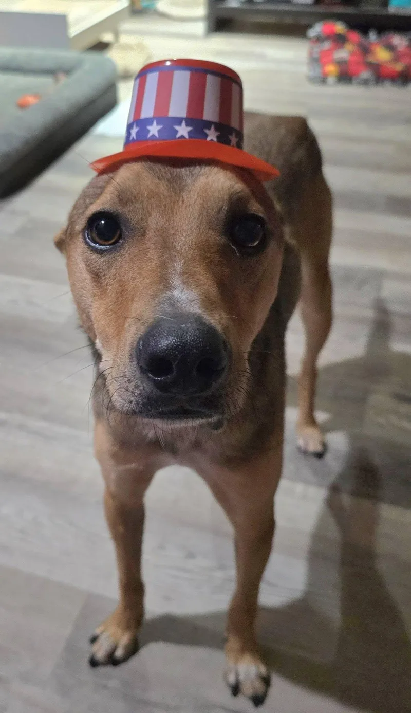 A young small-sized male Bicolor Italian Greyhound dog named Eneo for adoption in Dyer, IN