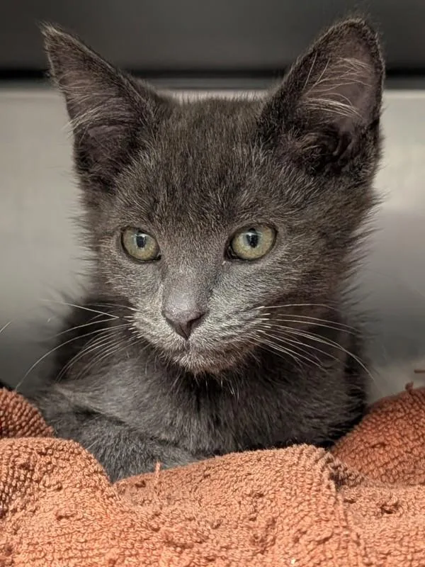 A baby small-sized male Domestic Short Hair cat named Honey for adoption in Vancouver, WA