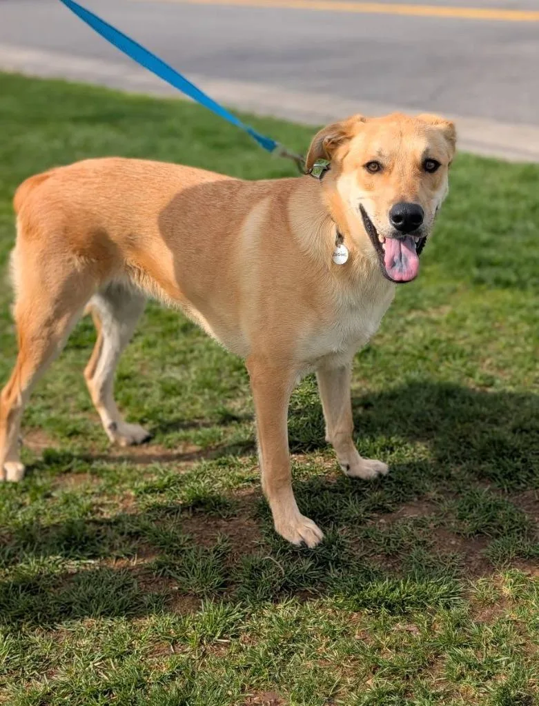 A young large-sized male Black Mouth Cur dog named Zodiac for adoption in North Syracuse, NY