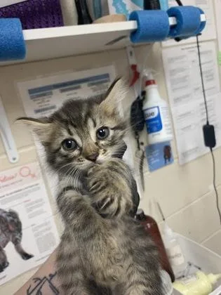 A young small-sized female Domestic Short Hair cat named a Billie Holiday for adoption in North Charleston, SC
