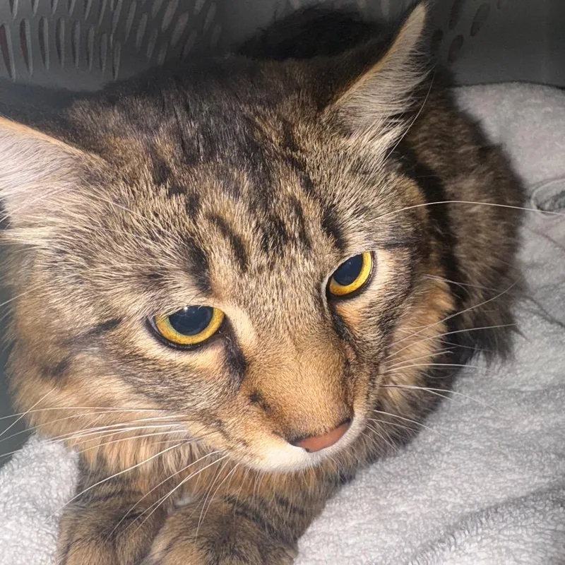 An adult large-sized male Brown / Chocolate Domestic Short Hair cat named Rudy  Affectionate Lovebug for adoption in Flagstaff, AZ