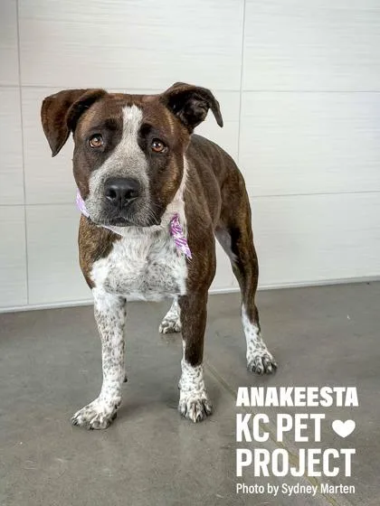 An adult large-sized female Black Mixed Breed dog named Anakeesta for adoption in Kansas City, MO