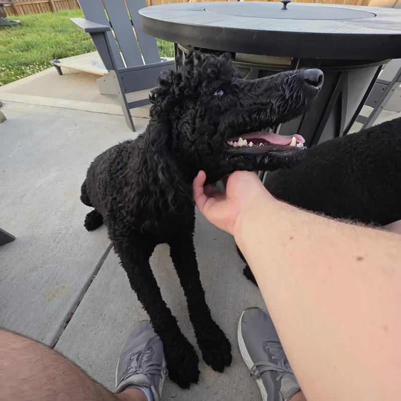 An adult medium-sized female Black Standard Poodle dog named Margaux for adoption in Greeneville, TN
