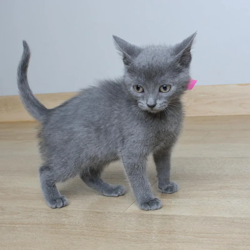 A baby small-sized female Gray / Blue / Silver Domestic Short Hair cat named Charmin C for adoption in Minnetonka, MN