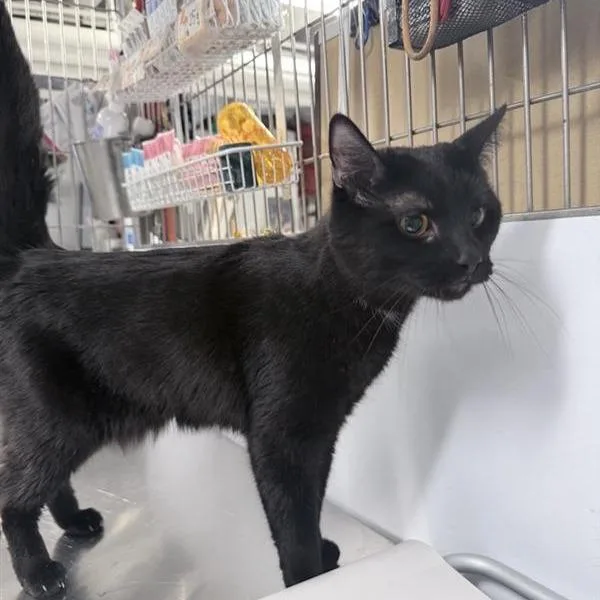 An adult medium-sized male Black Domestic Short Hair cat named Bandit for adoption in New York, NY