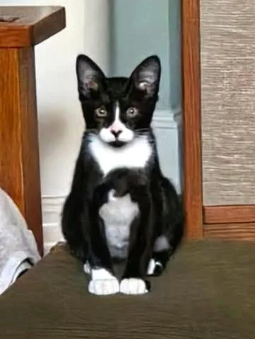 A baby medium-sized male Black & White / Tuxedo Tuxedo cat named Tuxster Valentino for adoption in College Station, TX