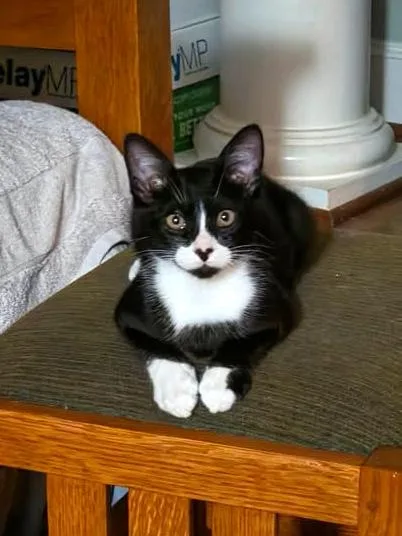 Tuxster Valentino thumbnail 2