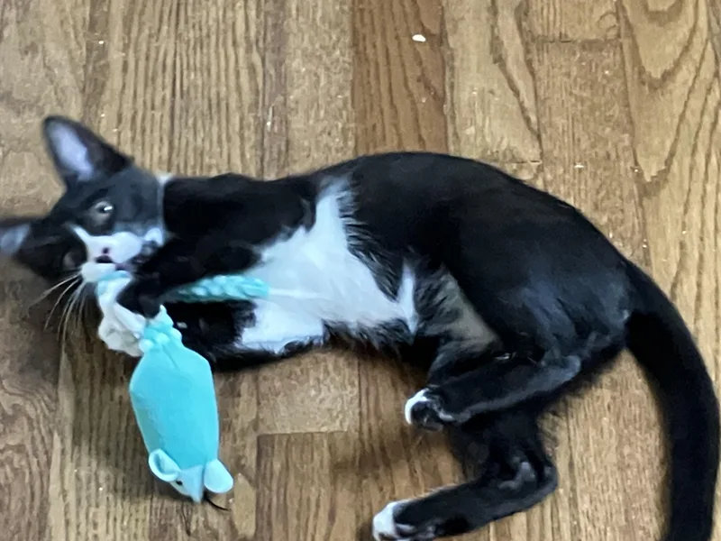 Tuxster Valentino thumbnail 3