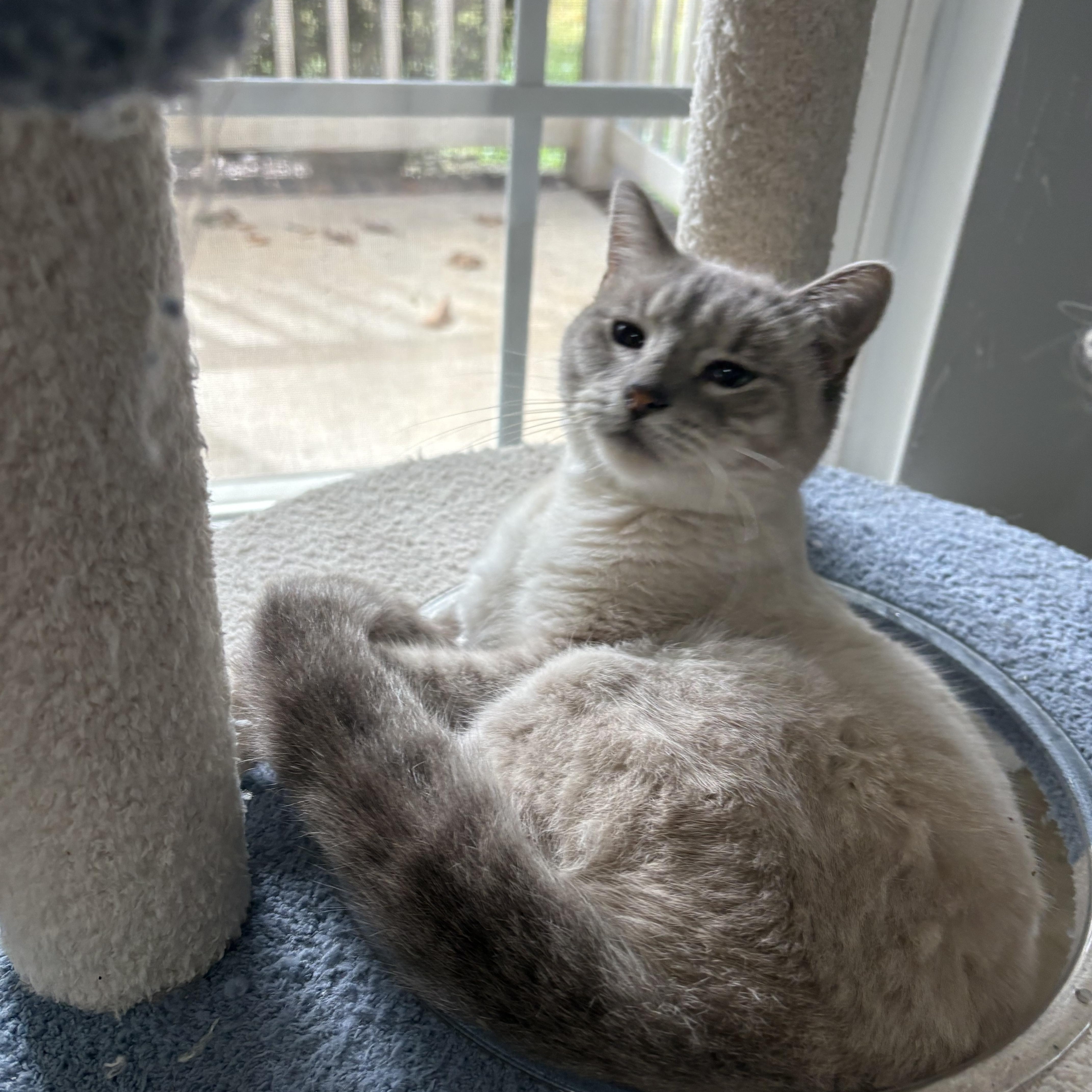 A young medium-sized female Siamese cat named Amelia for adoption in Belmont, NC