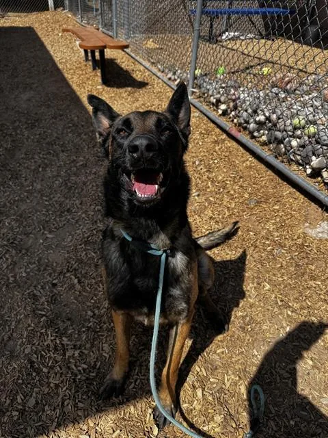 An adult large-sized male Belgian Shepherd / Malinois dog named Zues for adoption in Albuquerque, NM