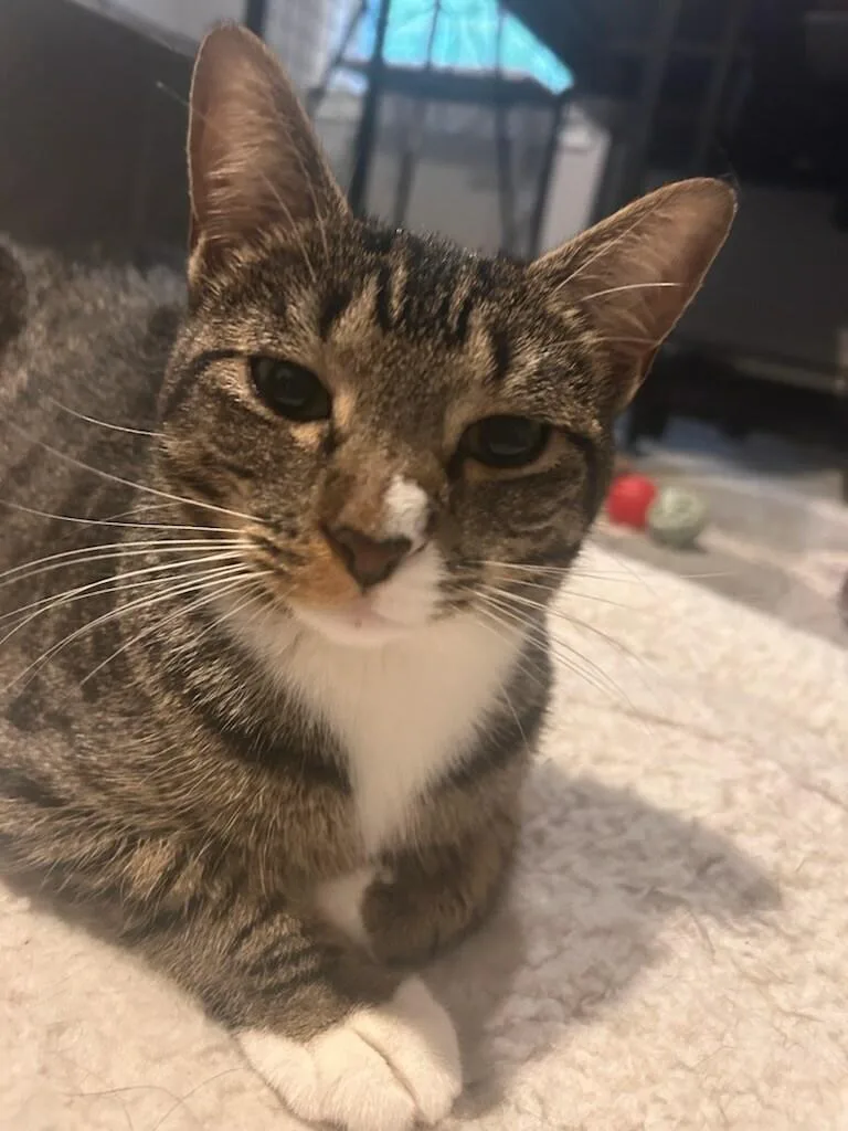 A young medium-sized female Tabby (Brown / Chocolate) Domestic Short Hair cat named Tootsie for adoption in Medfield, MA
