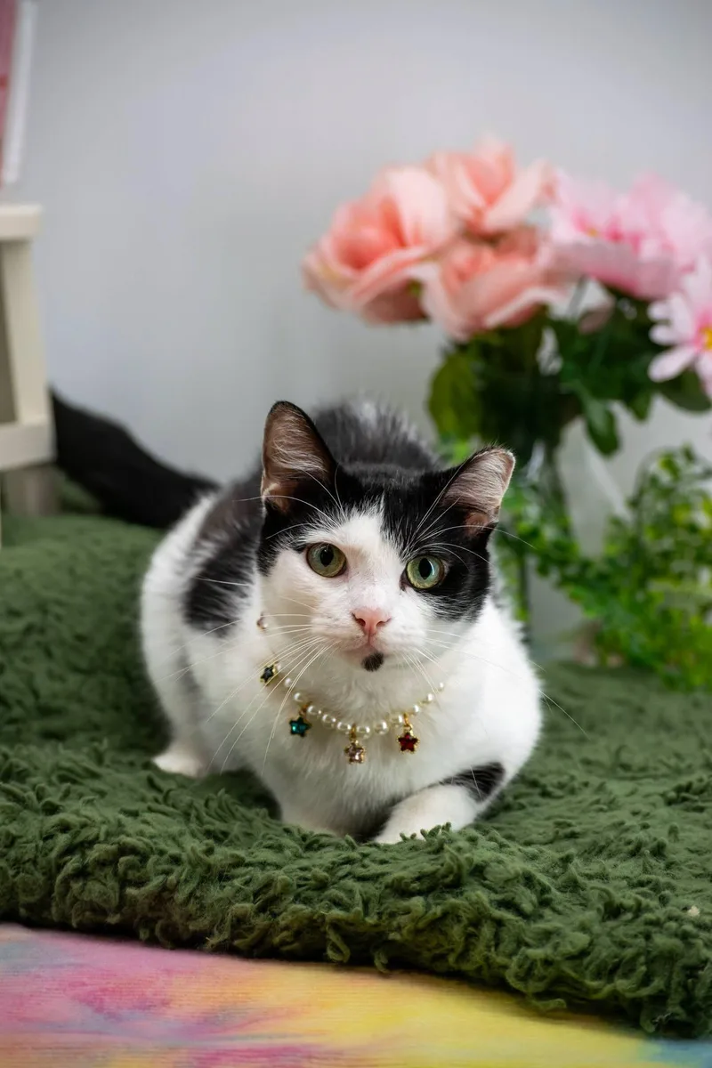 A young medium-sized female Black & White / Tuxedo Domestic Short Hair cat named Boba for adoption in Sevierville, TN