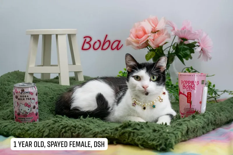 Boba thumbnail 4