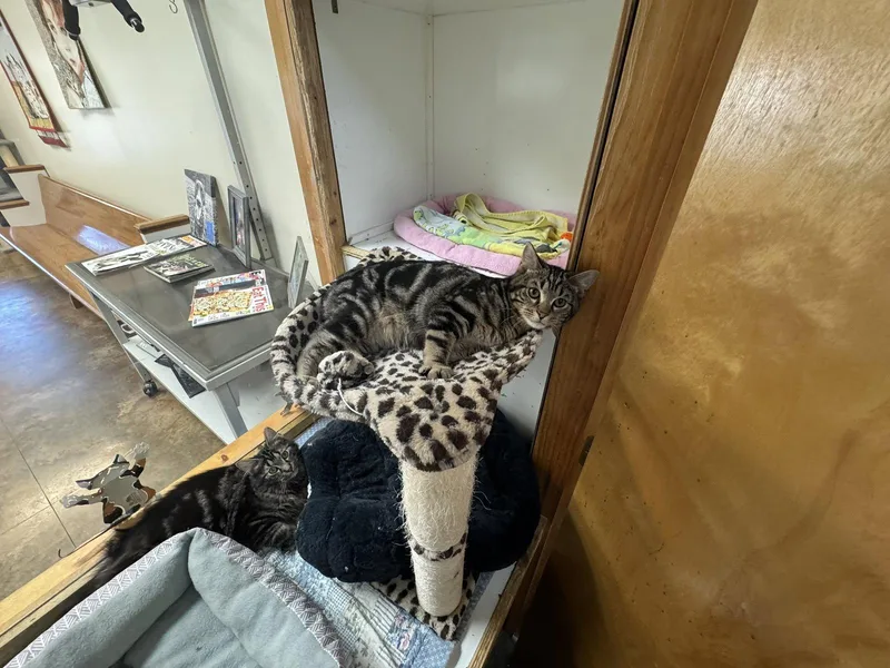 Mochajava thumbnail 2