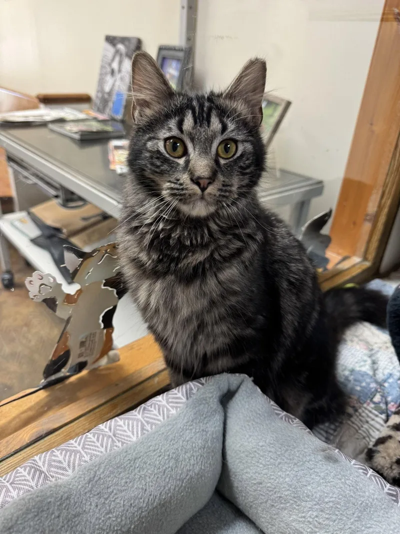 Mochajava thumbnail 3