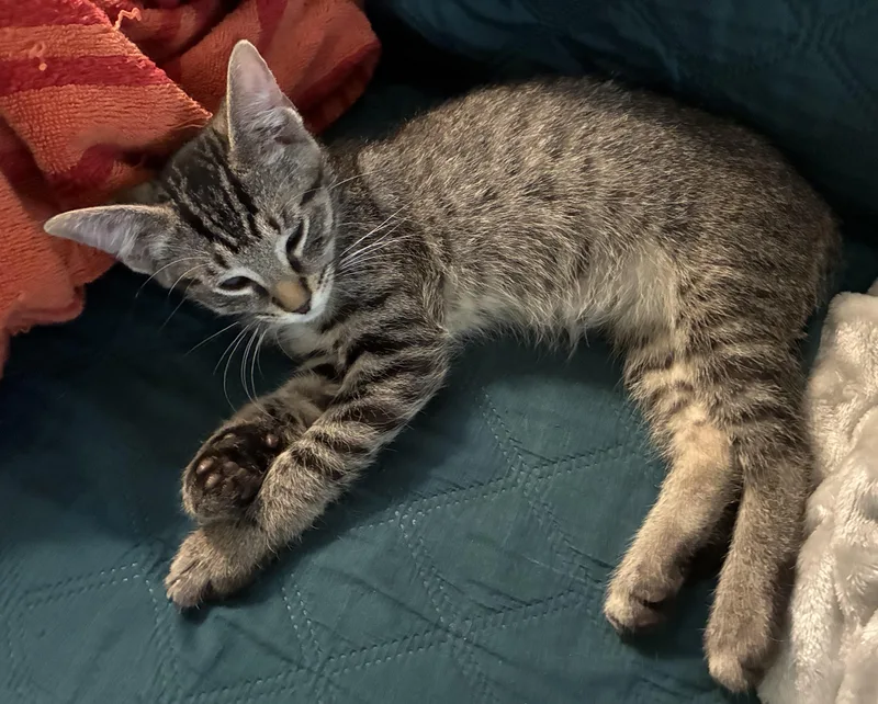 A baby medium-sized male Tabby (Gray / Blue / Silver) Domestic Short Hair cat named Tigeroo for adoption in Dawson, GA