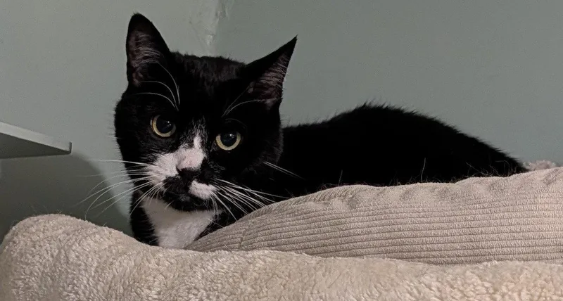 An adult extra large-sized male Black & White / Tuxedo Domestic Short Hair cat named Big Biscuit for adoption in Trenton, NJ