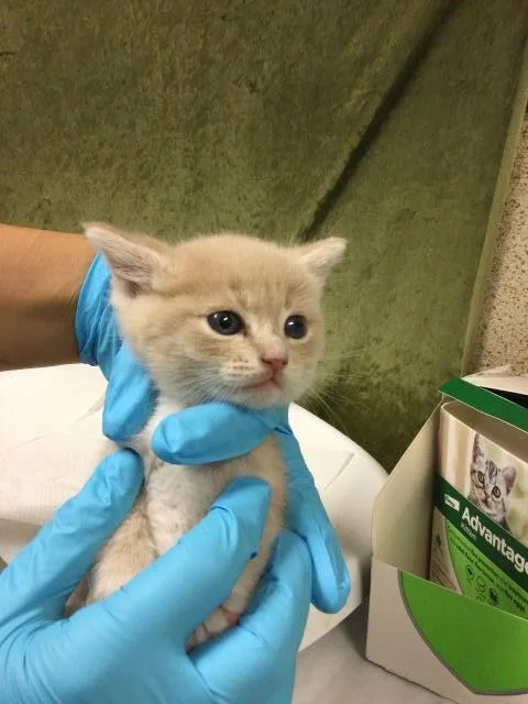 A baby small-sized male Domestic Short Hair cat named Linkie for adoption in Riverside, CA