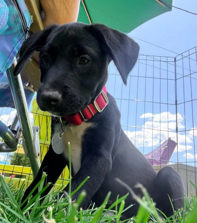 A baby medium-sized female Black Labrador Retriever dog named Carrie for adoption in Warrington, PA