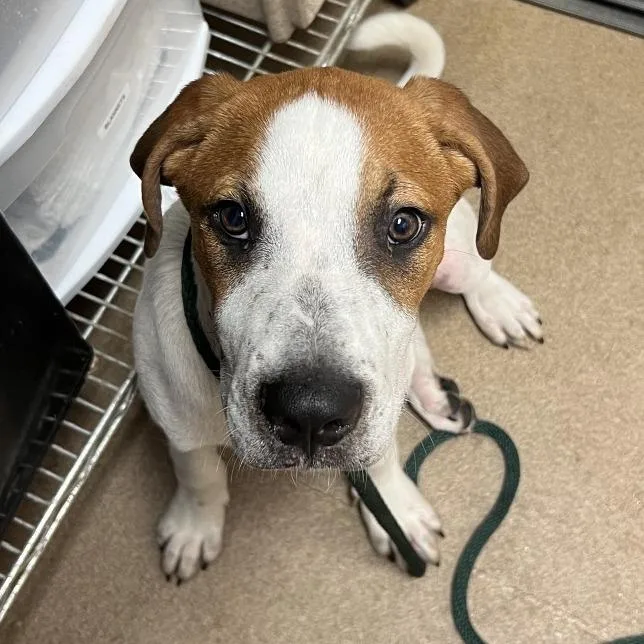 A young medium-sized male White / Cream Mixed Breed dog named Omni Man for adoption in Chattanooga, TN