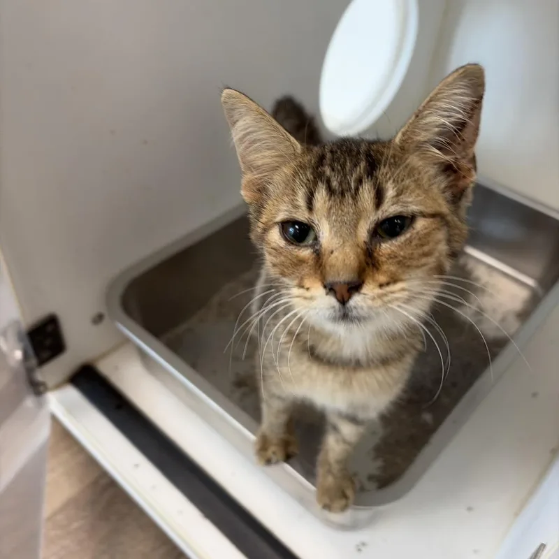 A baby small-sized female Domestic Medium Hair cat named Hailey for adoption in Portland, TX