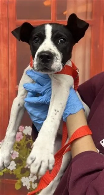 A baby small-sized female Pit Bull Terrier dog named Emerald for adoption in San Bernardino, CA