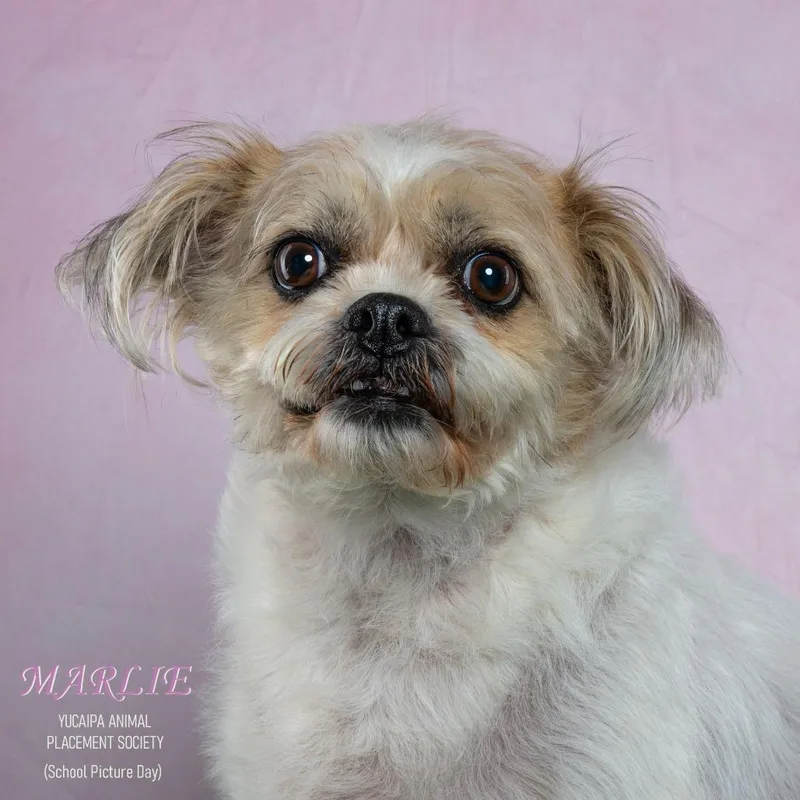 A senior small-sized female White / Cream Terrier dog named Marlie for adoption in Yucaipa, CA