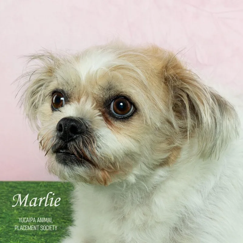 Marlie thumbnail 3