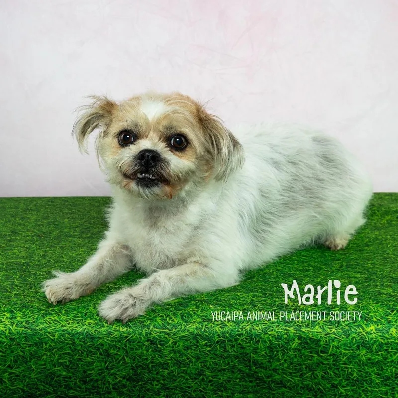 Marlie thumbnail 6