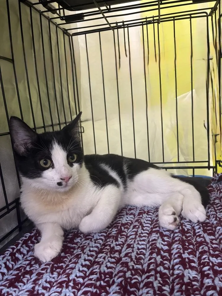 A baby small-sized male Domestic Short Hair cat named Joaquin for adoption in Dallas, TX