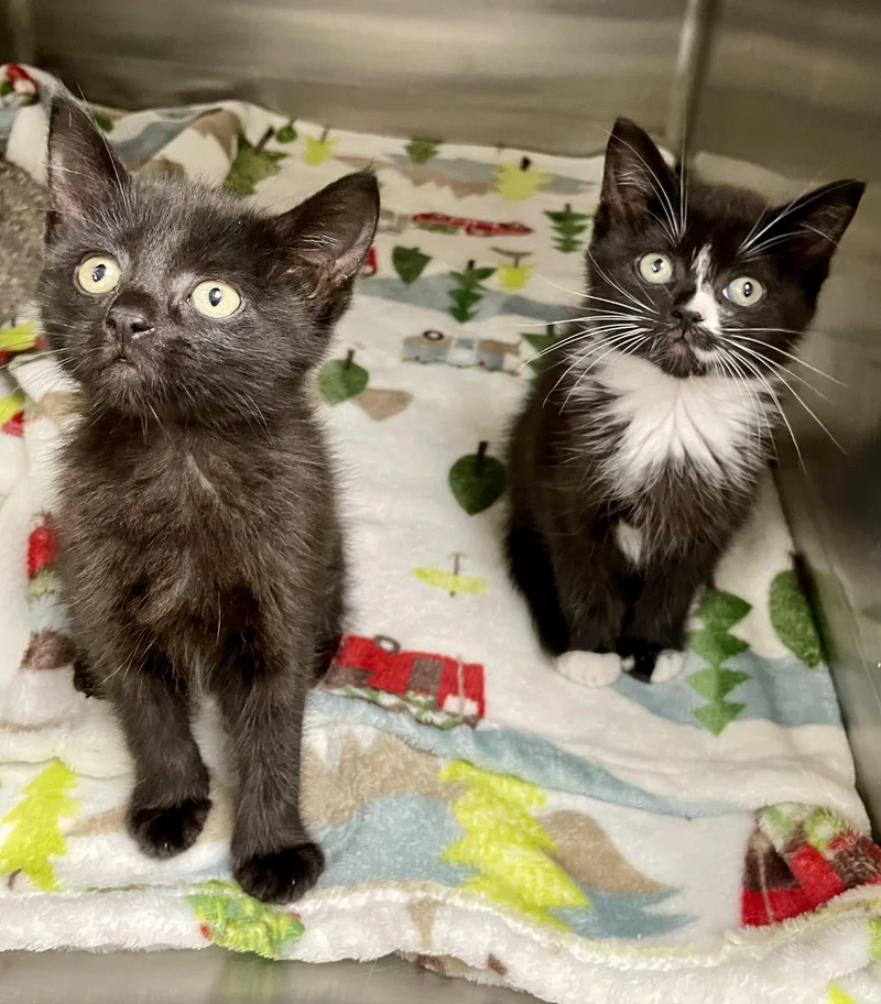 A baby medium-sized female Domestic Short Hair cat named Mary and Sarah for adoption in Monson, MA