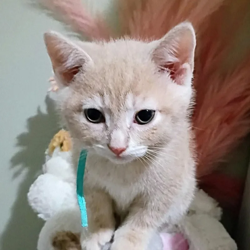 A baby small-sized female Buff / Tan / Fawn Domestic Short Hair cat named Daisy for adoption in Carmel, IN