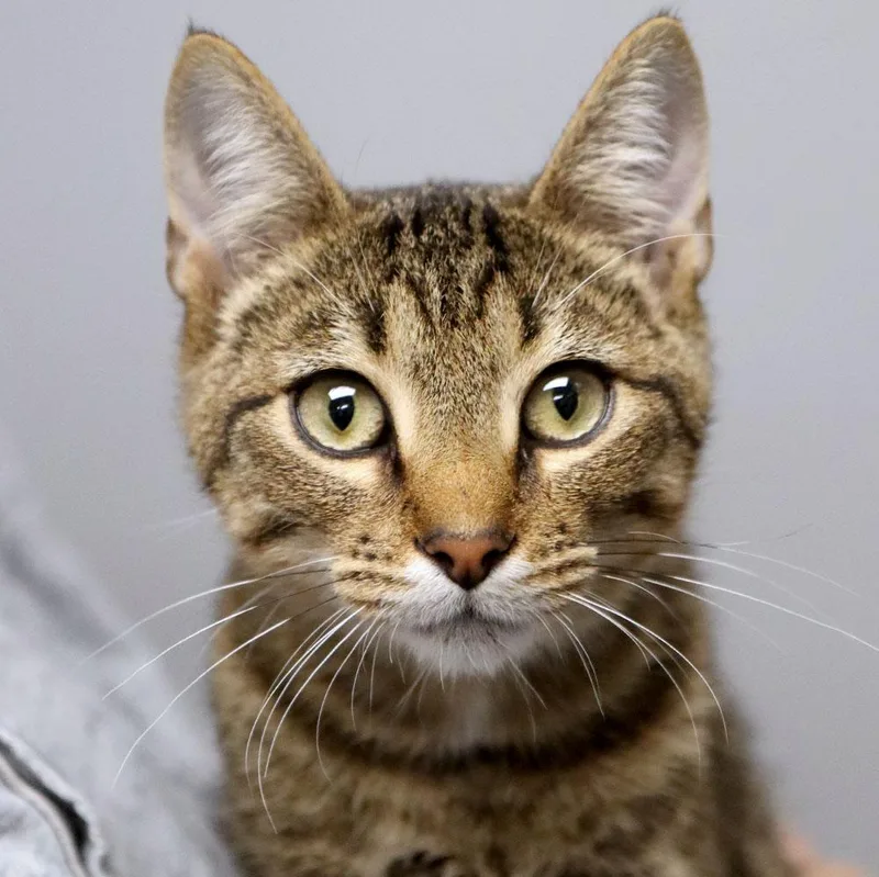 A baby medium-sized male Domestic Short Hair cat named Beans for adoption in Kansas City, KS