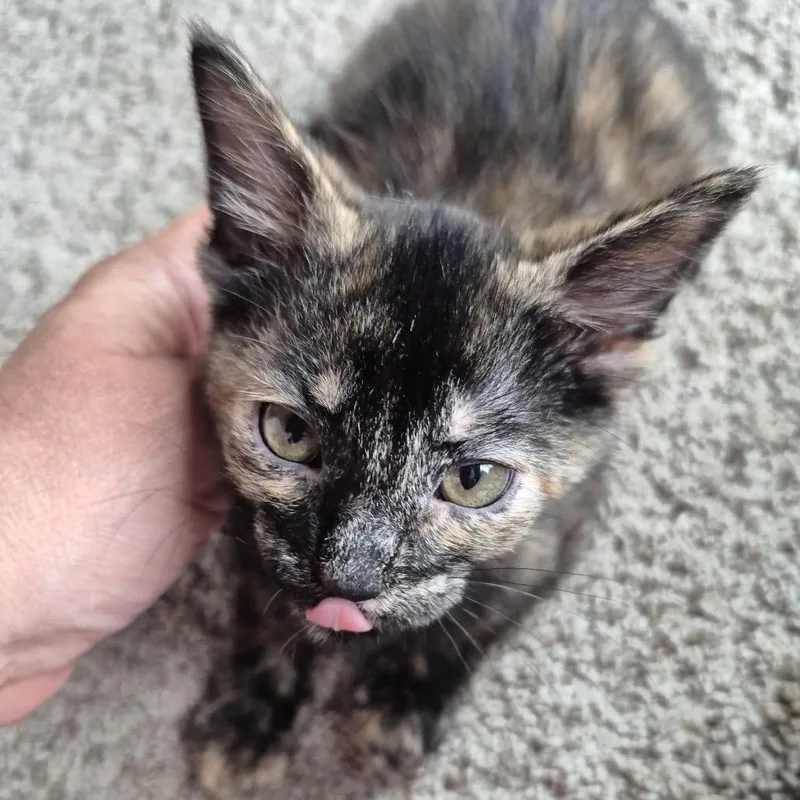 A baby small-sized female Black Domestic Short Hair cat named Miami for adoption in Buffalo, MN