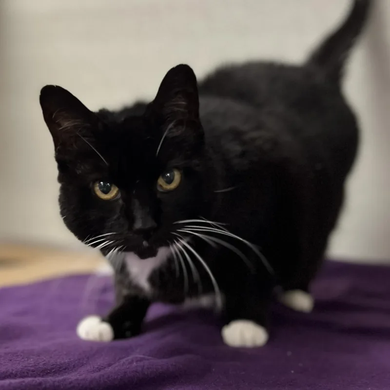 An adult medium-sized female Black Domestic Short Hair cat named Moyra for adoption in Grayslake, IL